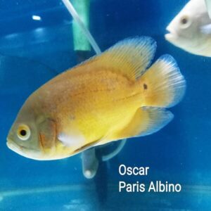 Oscar Paris Albino