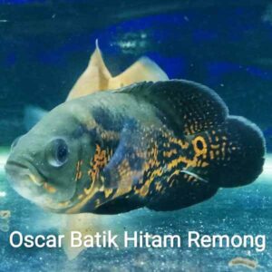 oscar batik hitam remong