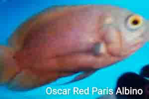oscar red paris albino