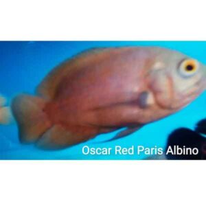 oscar red paris albino