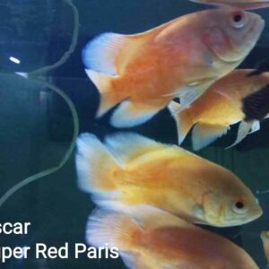 oscar super red paris